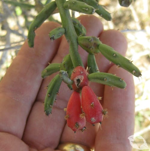 Cactus - Cholla Pencil