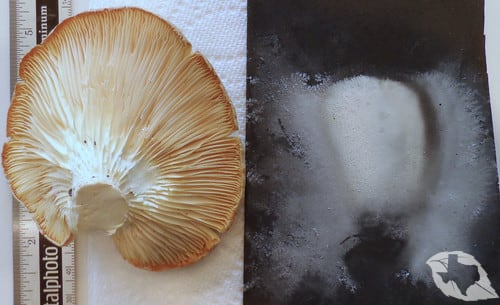 Mushroom - Oyster