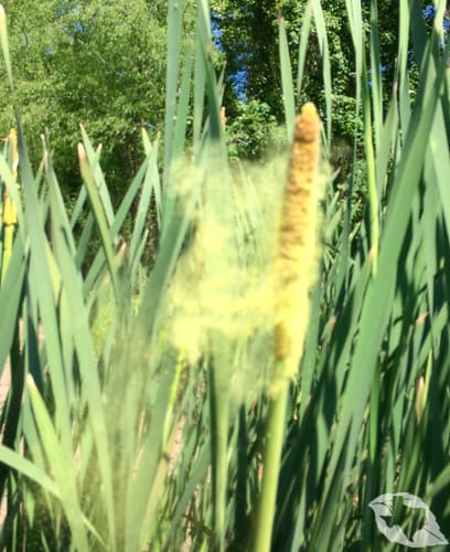 Cattails