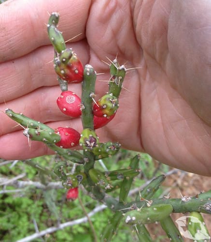 Cactus - Cholla Pencil