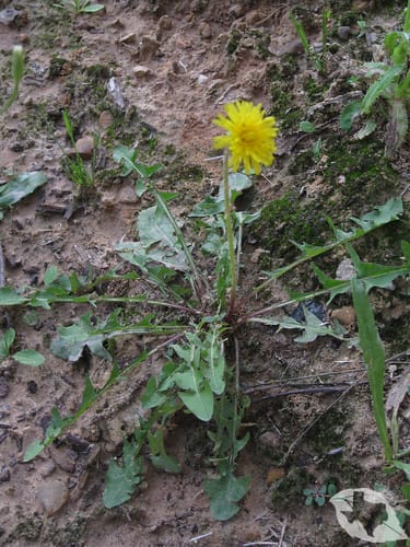 Dandelion