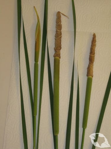Cattails