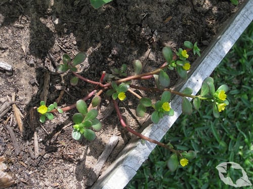 Purslane