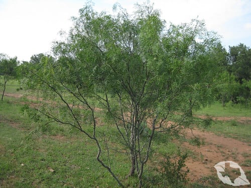 Honey Mesquite