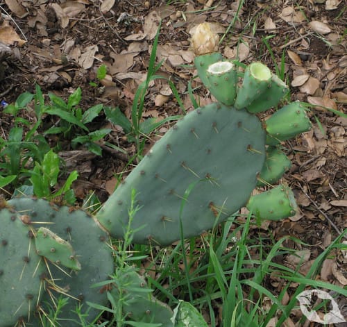 Cactus - Prickly Pear