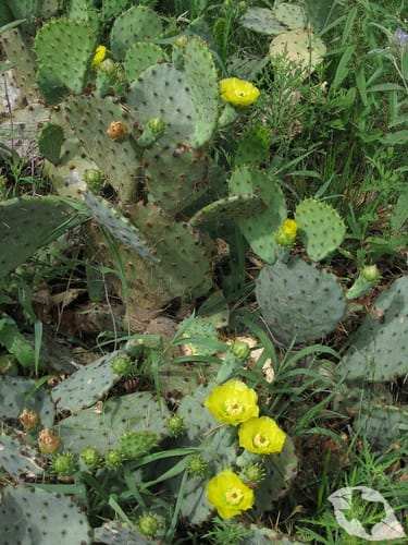 Cactus - Prickly Pear