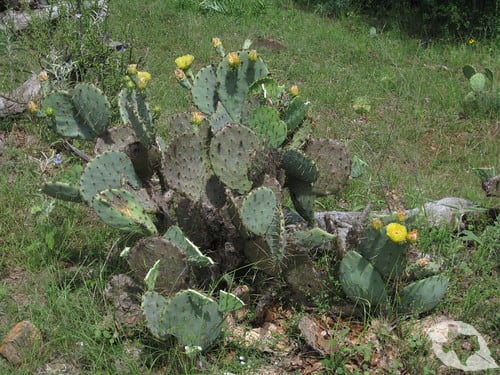 Cactus - Prickly Pear