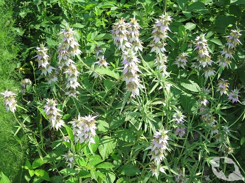Horsemint