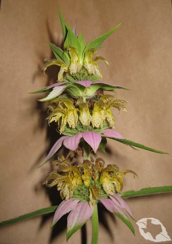 Horsemint