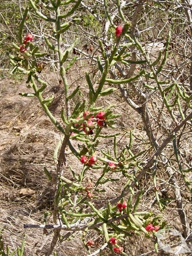 Cactus - Cholla Pencil