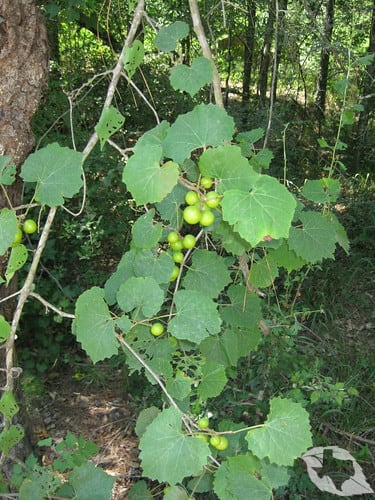 Grape - Muscadine