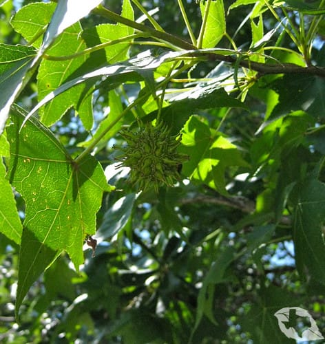 Sweetgum