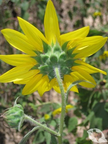 Sunflower - Wild