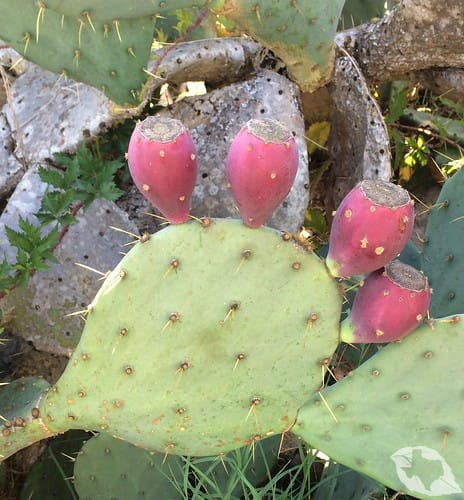 Cactus - Prickly Pear