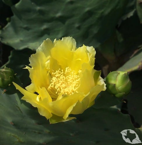 Cactus - Prickly Pear