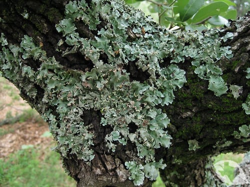 Lichens