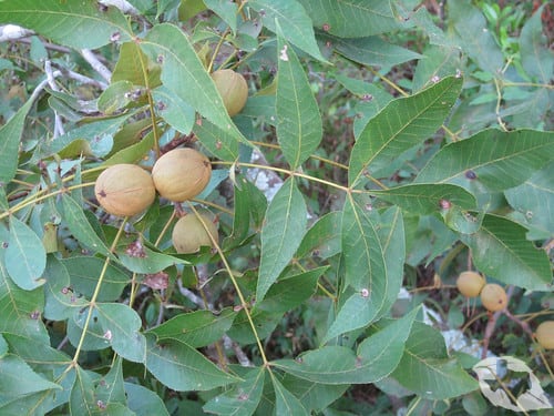 Shagbark Hickory