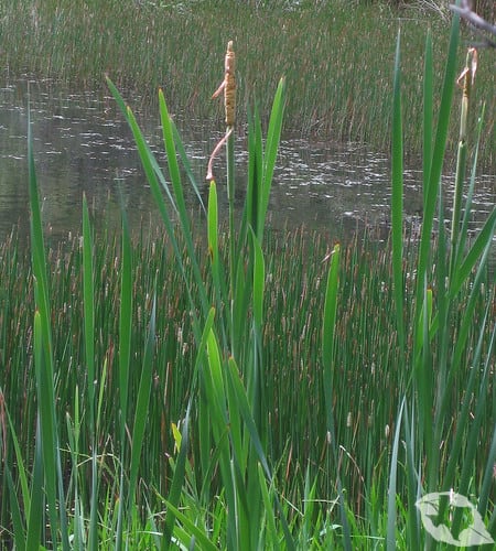 Cattails