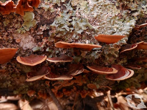 Mushroom - Turkey Tail