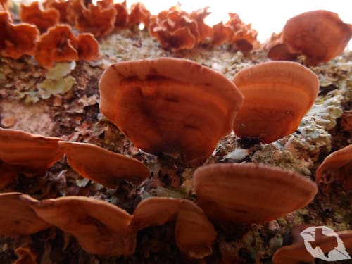 Mushroom - Turkey Tail