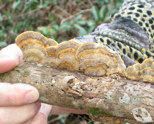 Mushroom - Turkey Tail