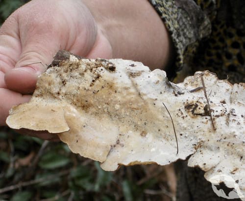 Mushroom - Turkey Tail