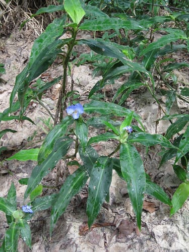 Spiderwort