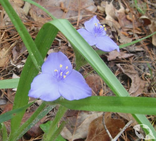 Spiderwort