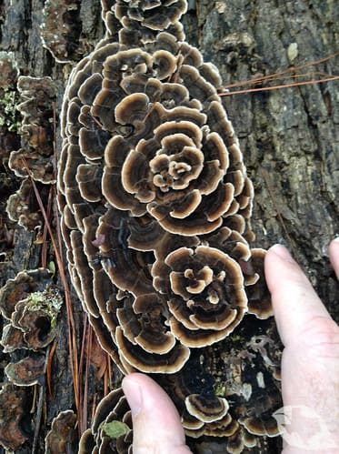 Mushroom - Turkey Tail