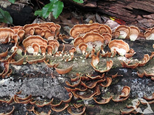 Mushroom - Turkey Tail