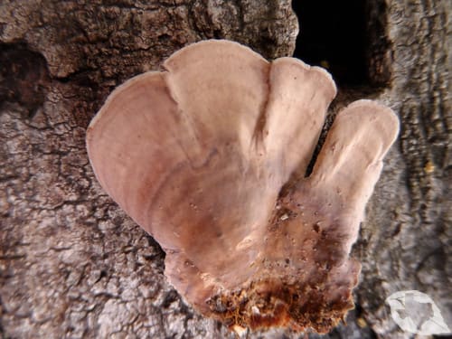 Mushroom - Turkey Tail