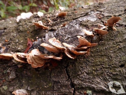 Mushroom - Turkey Tail