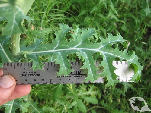 mimic of Thistle - Milk