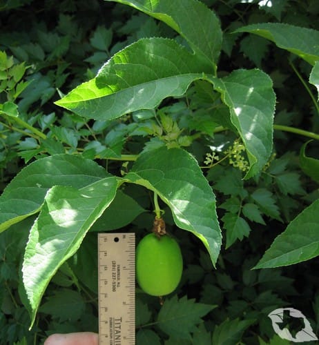 Passion Vine/Maypop