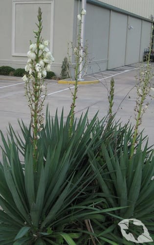 Yucca