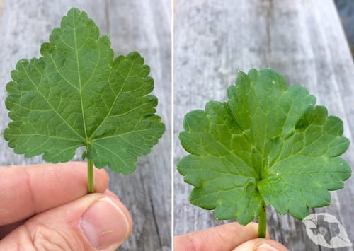 mimic of Mallow - Carolina Bristle