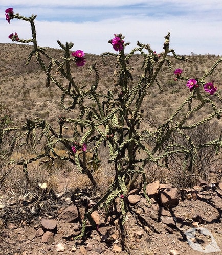 Cactus - Cholla Tree