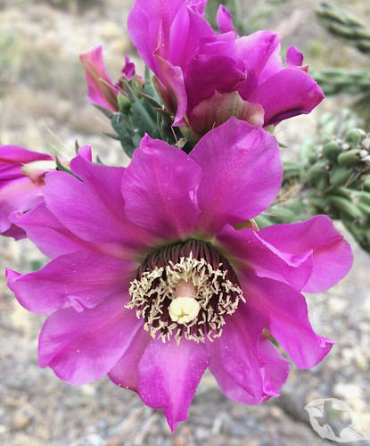 Cactus - Cholla Tree