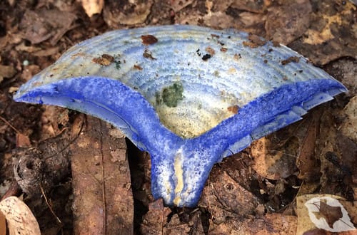Mushroom - Indigo Milk Cap