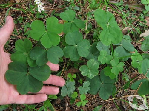 Wood Sorrel