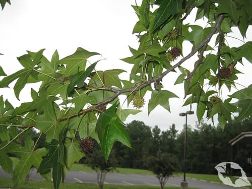 Sweetgum