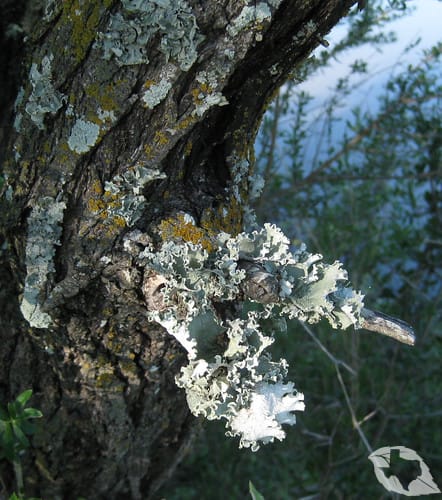 Lichens