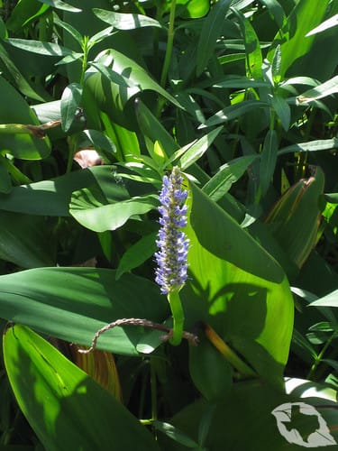 Pickerelweed