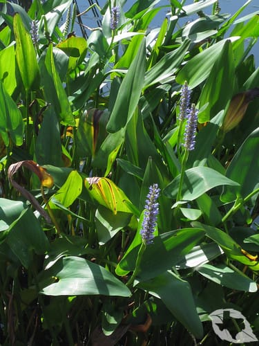 Pickerelweed