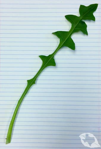 Texas Dandelion