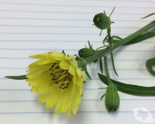 Texas Dandelion