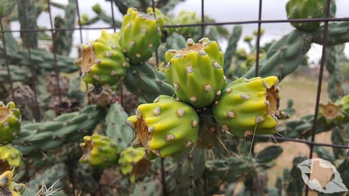 Cactus - Cholla Tree