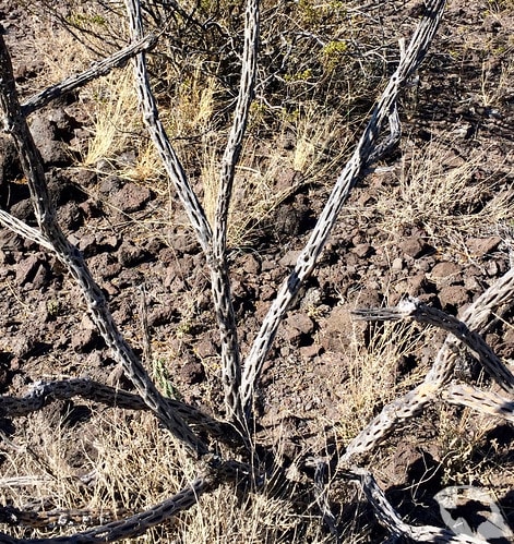 Cactus - Cholla Tree