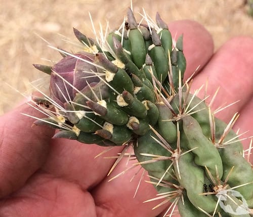 Cactus - Cholla Tree