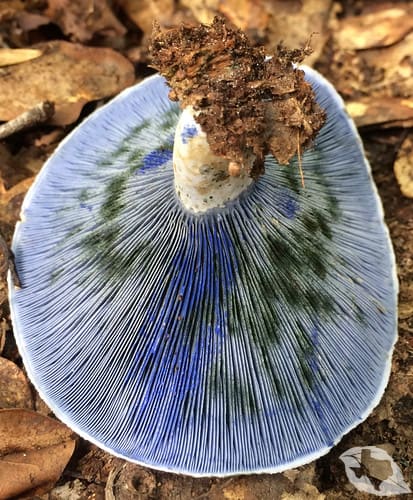 Mushroom - Indigo Milk Cap